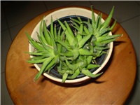 079b4d8a-Picture 1195.jpg